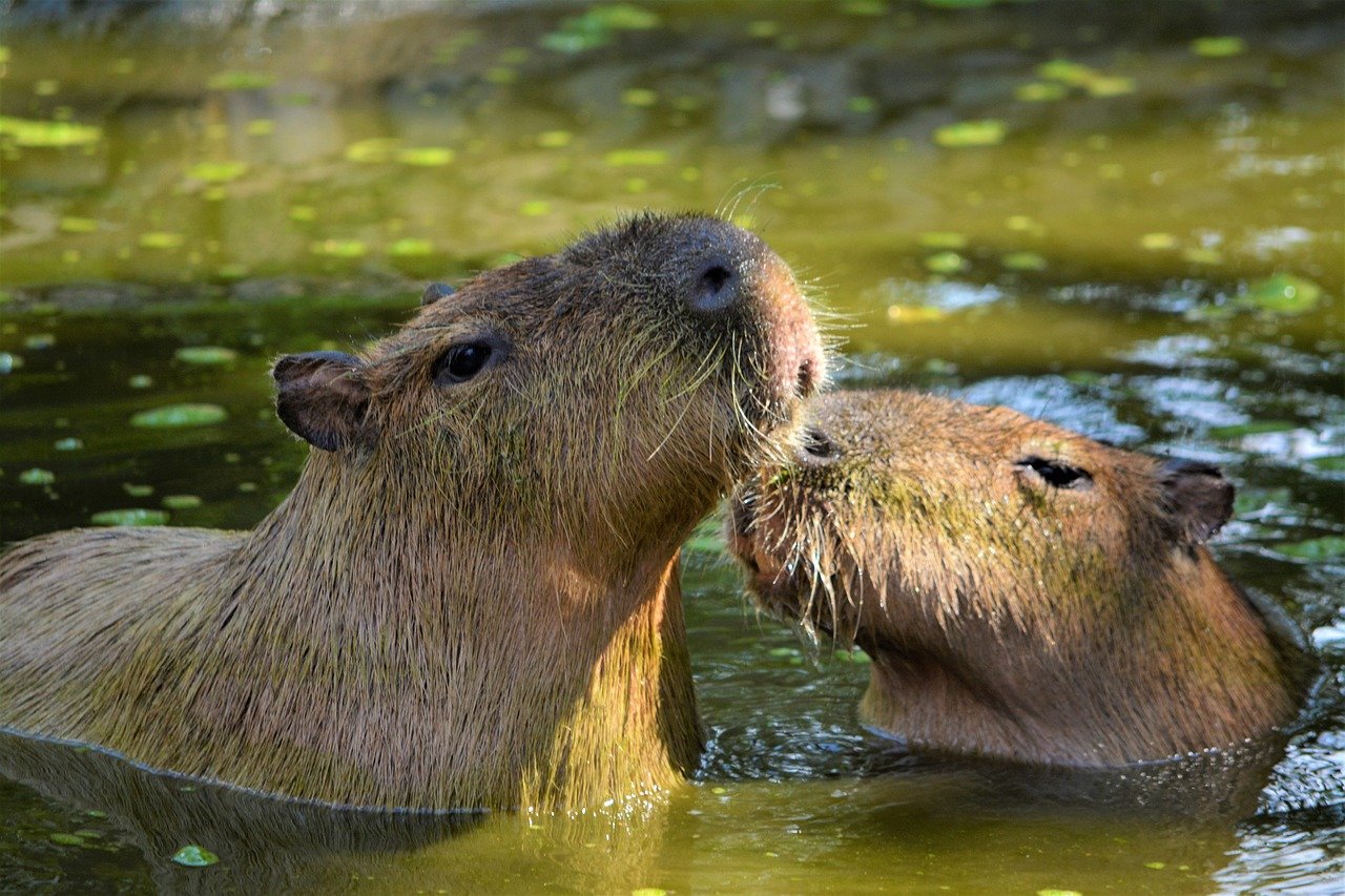 Zoological Parks: Safety Guidelines for Visitors